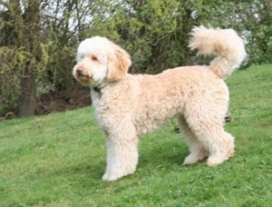 Labradoodle-Hybrid-Dog