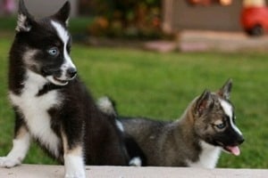 Pomsky-Puppy-Hybrid