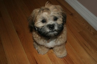 shih tzu mix bichon frise