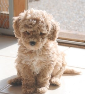 Cute miniature labradoodle
