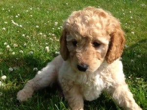 Miniature Labradoodle Puppy