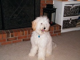 Australian-Labradoodle-Puppy