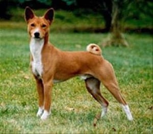 Basenji-Dog-Breed