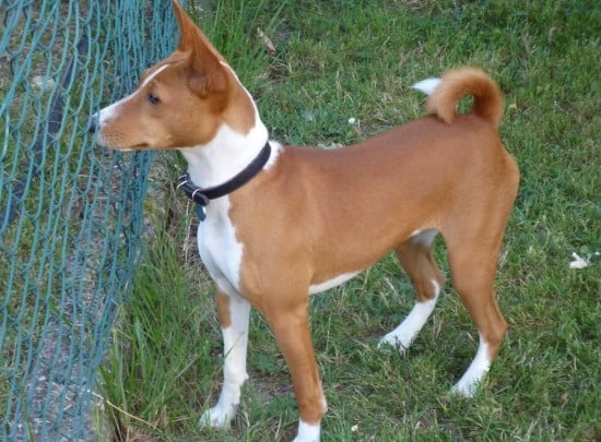 Basenji-Is-That-You