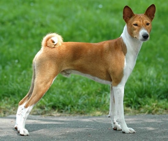 Basenji-Listening