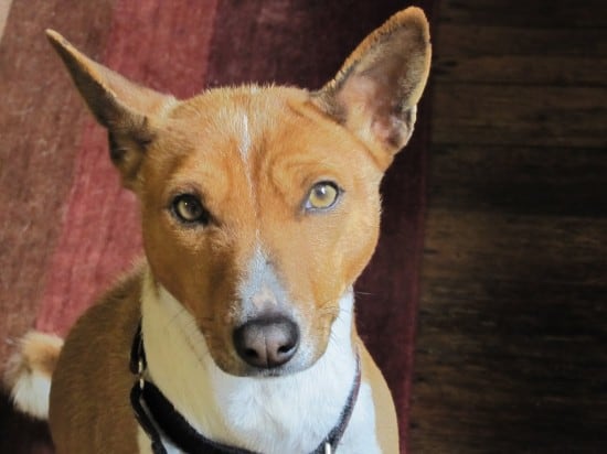 Basenji-Looking-At-You