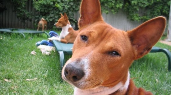 Basenji-Party-Time