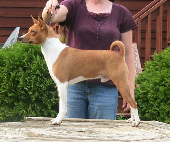 Basenji-Puppy-Posing