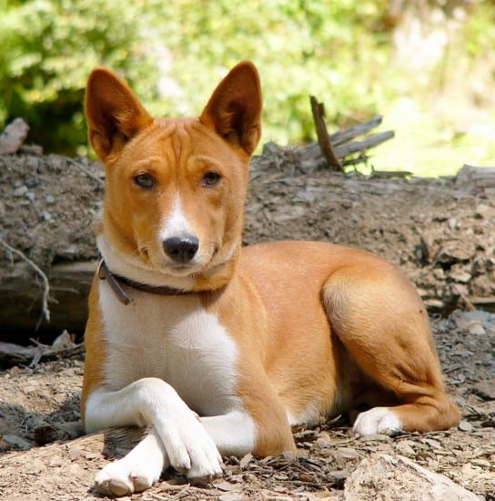 Basenji-Relaxing