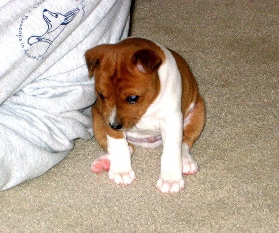 Basenji-Sad-Puppy