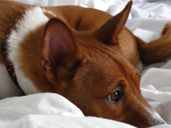 Basenji-Sleepy