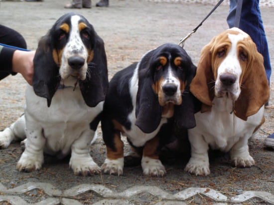 Basset-Hound-Family