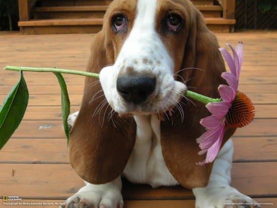 Basset-Hound-Flower-For-You