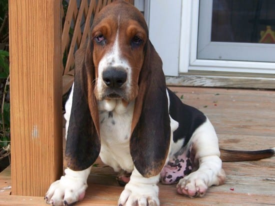 Basset-Hound-Relaxing