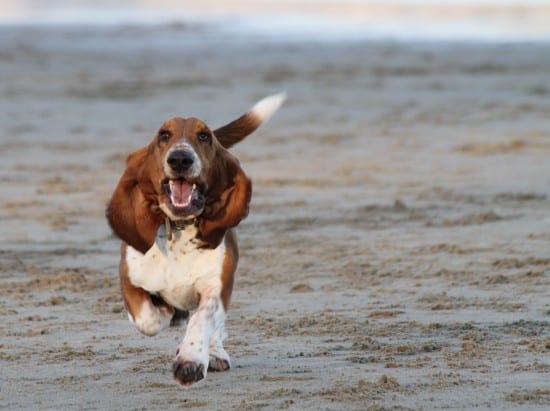 Basset-Hound-Time-To-Run