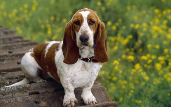 Basset-Hound-Waiting-For-You