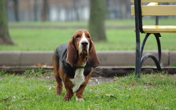 Basset-hound-wallpaper