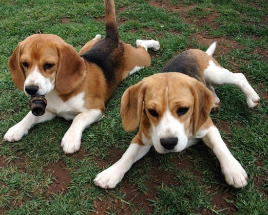 Beagle-Best-Friends
