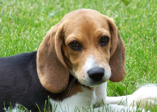 Beagle-Cute