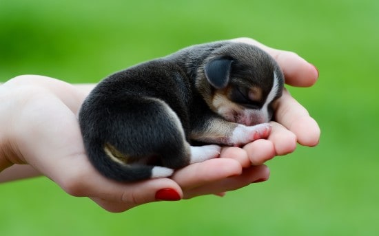 Beagle-Little-Puppy