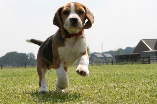 Beagle-Ready-To-Play