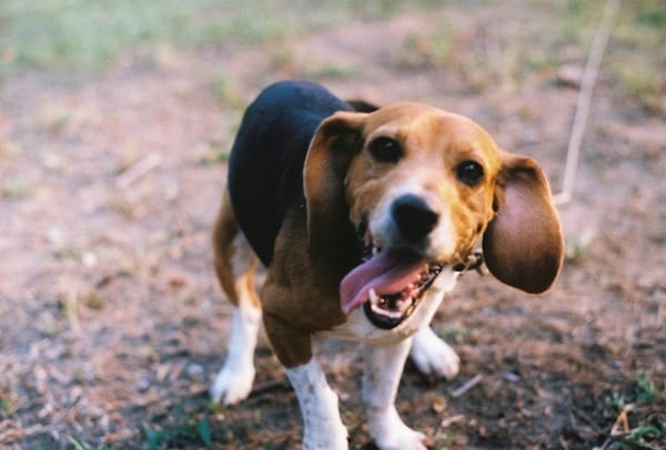 Beagle-Wallpaper-Image