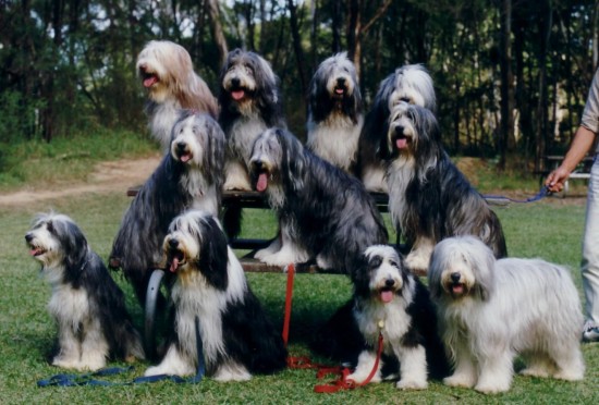 Bearded-Collie-Big-Family-Photo