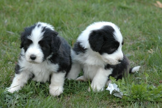 Bearded-Collie-Cute-Puppies