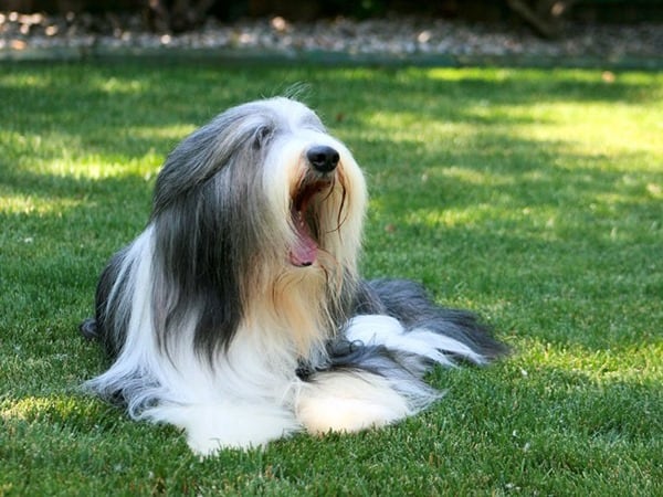 Bearded-Collie-Desktop-Wallpaper