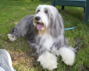 Bearded-Collie-Dog-Breed