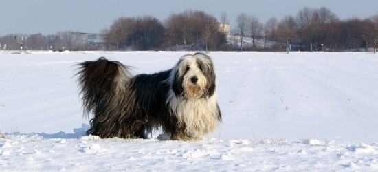 Bearded-Collie-In-Snow