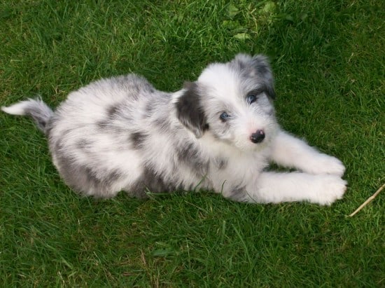 Bearded-Collie-Little-Puppy