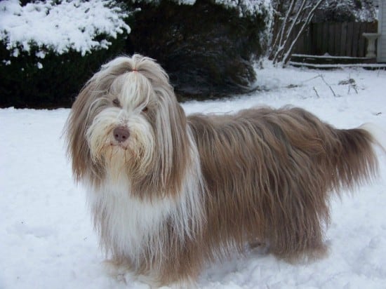 Bearded-Collie-New-Hair-Style