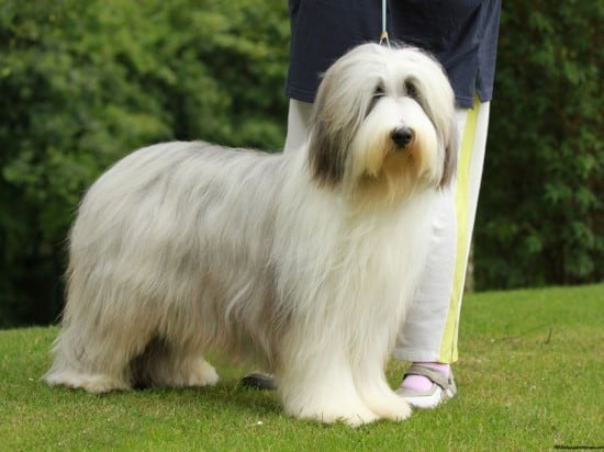 Bearded-Collie-Pose