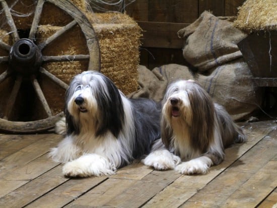 Bearded-Collie-Tired