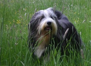 Beautiful-Collie-Bearded