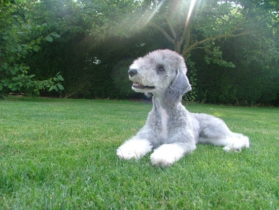 Bedlington-Terrier-Curious