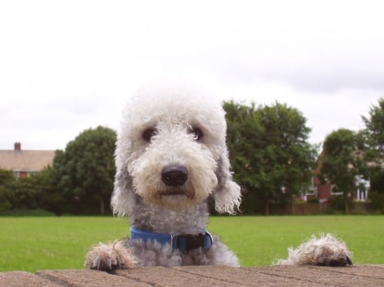 Bedlington-Terrier-Hello-There