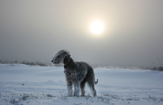 Bedlington-Terrier-In-Snow