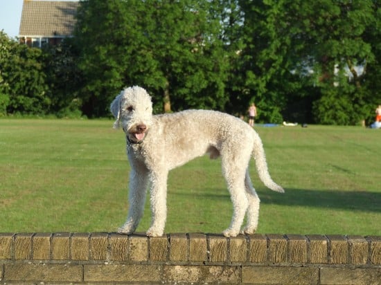 Bedlington-Terrier-On-A-Wall