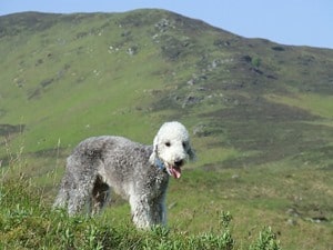 Bedlington-Terrier-Photo