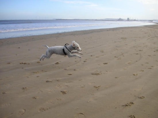 Bedlington-Terrier-Play-Time