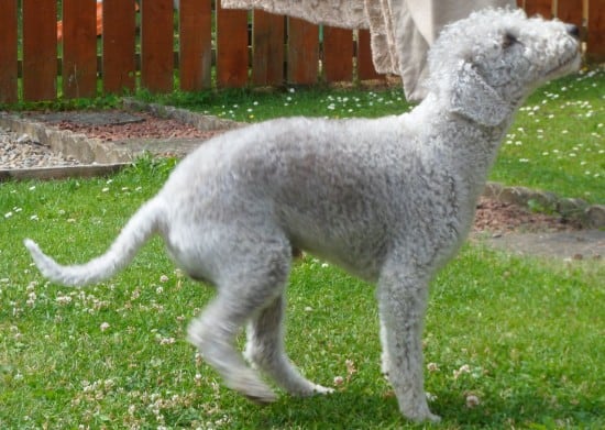 Bedlington-Terrier-Pose