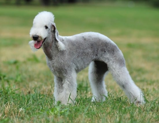 Bedlington-Terrier-Thirsty