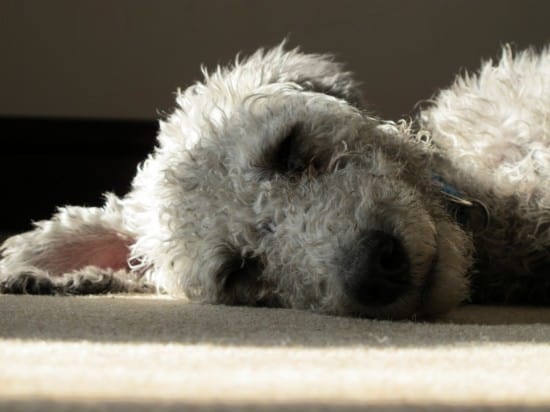 Bedlington-Terrier-To-Tired