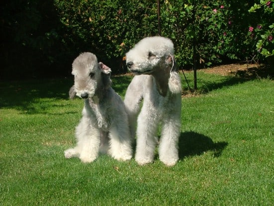 Bedlington-Terrier-Toghether