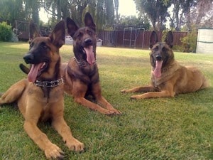 Belgian_malinois_pet_picture