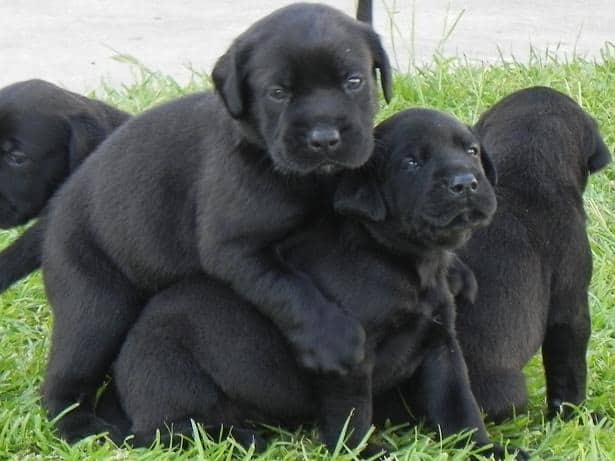 mastiff and black lab mix