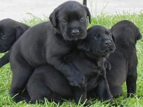 Black-Mastador-Puppies