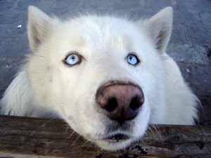 Blue-Eyes-Dog